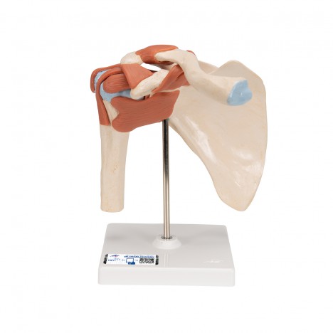 Modèle fonctionnel de luxe de l'articulation de l'épaule - 3B Smart Anatomy