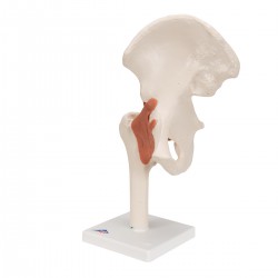 Articulation de la hanche - Modèle fonctionnel - 3B Smart Anatomy