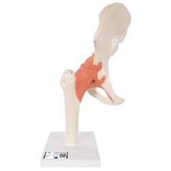 Modelo funcional de la articulación de la cadera de lujo - 3B Smart Anatomy