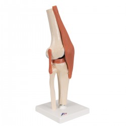 Modelo funcional de la articulación de la rodilla de lujo - 3B Smart Anatomy