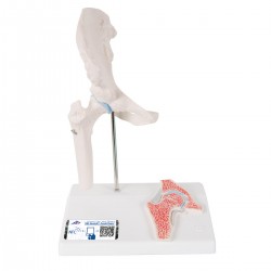 Mini-articulación de la cadera con corte transversal, sobre una base - 3B Smart Anatomy