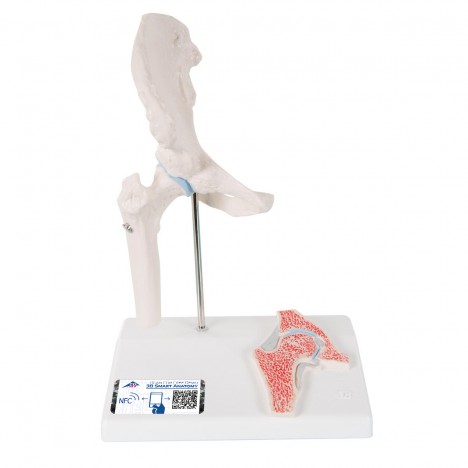 Mini articulation de la hanche avec coupe transversale, sur socle - 3B Smart Anatomy