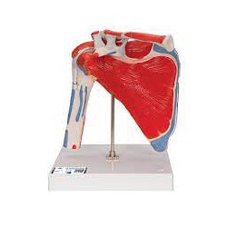 Articulación del hombro con manguito rotador, de 5 piezas - 3B Smart Anatomy