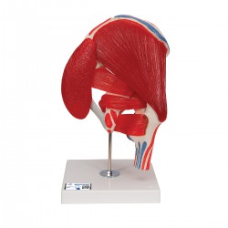 Articulation de la hanche, 7 pièces - 3B Smart Anatomy