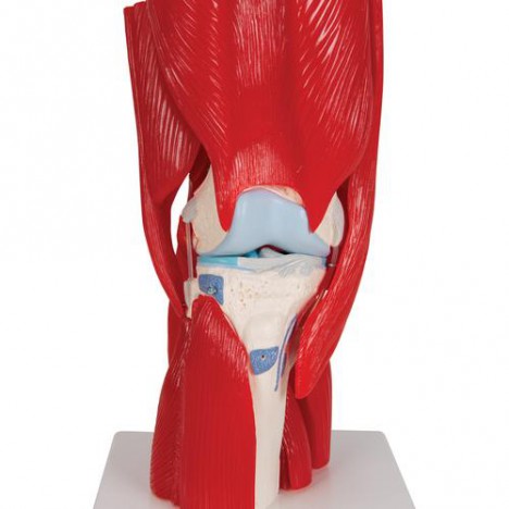 Articulación de la rodilla, 12 partes - 3B Smart Anatomy