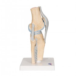 Modelo de la articulación de la rodilla, dividido en 3 partes - 3B Smart Anatomy