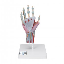 Modelo del esqueleto de la mano con ligamentos y músculos - 3B Smart Anatomy