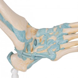 Modèle du squelette du pied avec les ligaments - 3B Smart Anatomy
