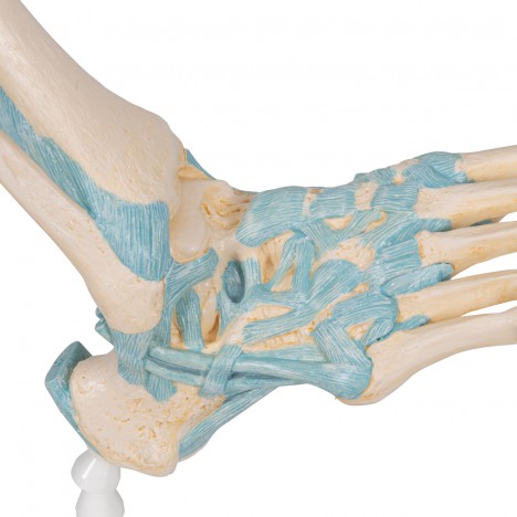 Modelo del esqueleto del pie con ligamentos - 3B Smart Anatomy