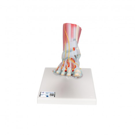 Modèle du squelette du pied avec les ligaments et les muscles - 3B Smart Anatomy