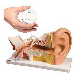 Modèle anatomique de l'oreille