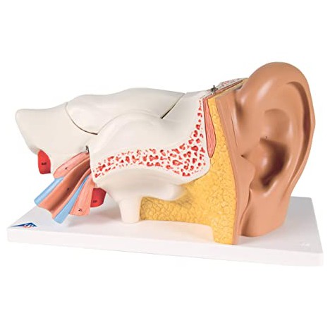 Oído, 3 veces su tamaño natural, 6 piezas - 3B Smart Anatomy