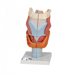 Larynx, 2 fois la taille naturelle, 7 pièces - 3B Smart Anatomy