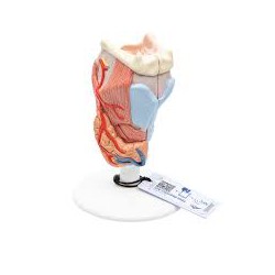 Larynx, 2 pièces - 3B Smart Anatomy