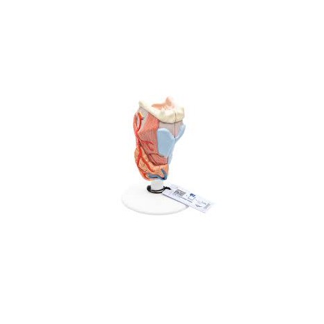 Larynx, 2 pièces - 3B Smart Anatomy
