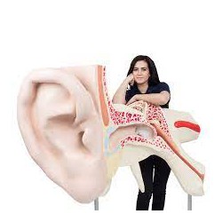 El oído más grande del mundo, 15 veces su tamaño natural, 3 piezas - 3B Smart Anatomy