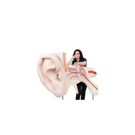 El oído más grande del mundo, 15 veces su tamaño natural, 3 piezas - 3B Smart Anatomy