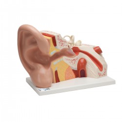 Oído gigante, 5 veces su tamaño natural, 3 piezas - 3B Smart Anatomy