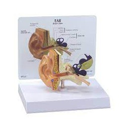 Modelo de oído