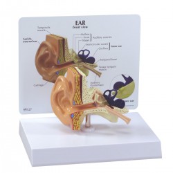Modelo de oído infantil