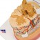 Médula espinal con terminaciones nerviosas - 3B Smart Anatomy
