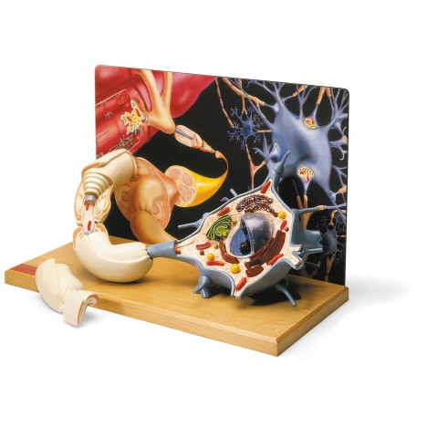 Diorama de una neurona motora