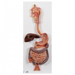 Sistema Digestivo, en 2 piezas - 3B Smart Anatomy