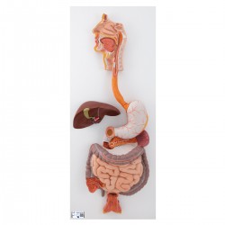 Le système digestif en 3 parties - 3B Smart Anatomy