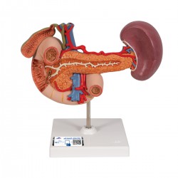 Organes postérieurs de la partie supérieure de l'abdomen - 3B Smart Anatomy