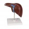 Hígado con vesícula biliar - 3B Smart Anatomy
