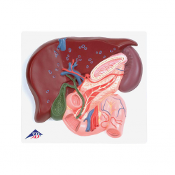 Foie avec vésicule biliaire, pancréas et duodénum - 3B Smart Anatomy
