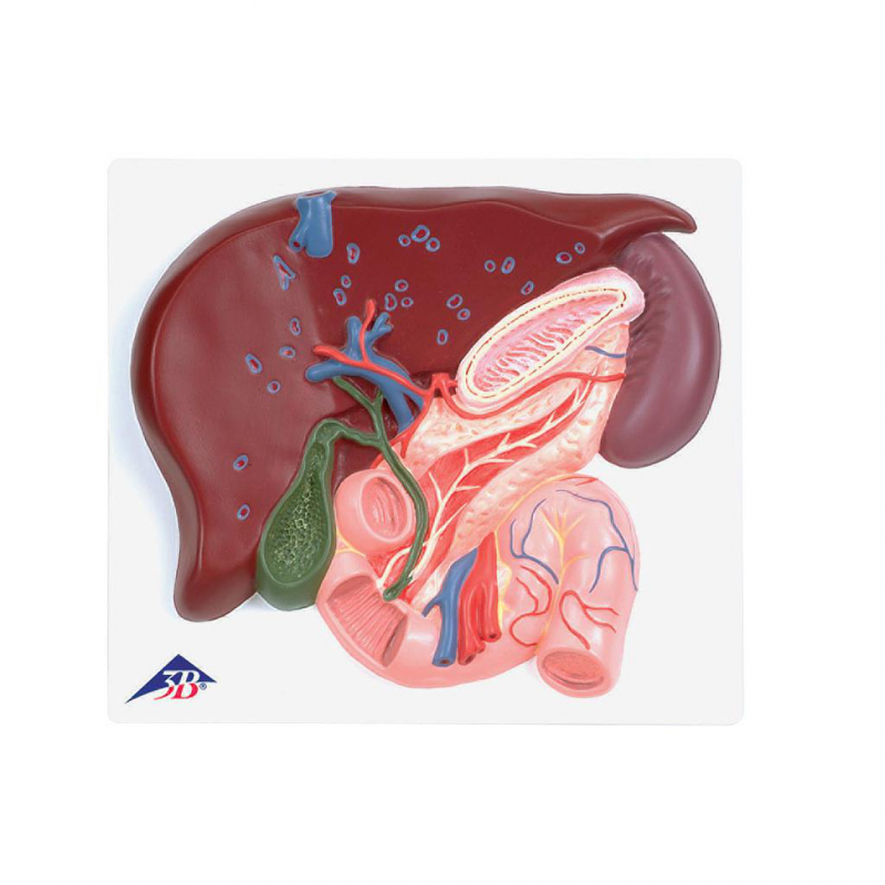 Hígado vesícula biliar