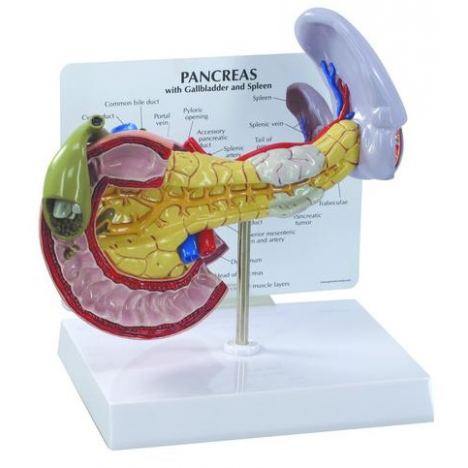 Modelo de páncreas