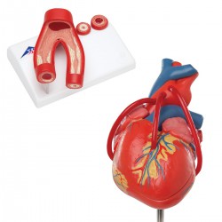 Anatomie Groupes cardiaques