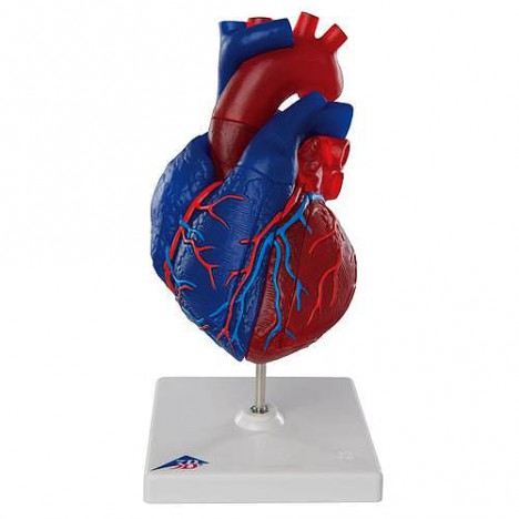 Modelo de corazón magnético, tamaño real, 5 piezas - 3B Smart Anatomy