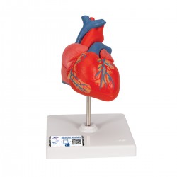 Coeurs classiques, en 2 pièces - 3B Smart Anatomy