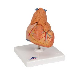 Coeur classique avec thymus, 3 pièces - 3B Smart Anatomy