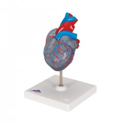 Coeur classique avec système conducteur en 2 parties - 3B Smart Anatomy