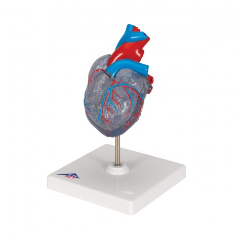 Corazón clásico con el sistema conductor, de 2 piezas - 3B Smart Anatomy