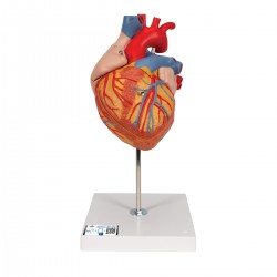 Coeur, 2 fois sa taille naturelle, 4 pièces - 3B Smart Anatomy