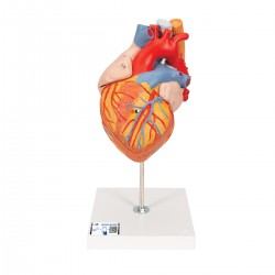 Corazón con esófago y tráquea, 2 veces su tamaño natural, de 5 piezas - 3B Smart Anatomy