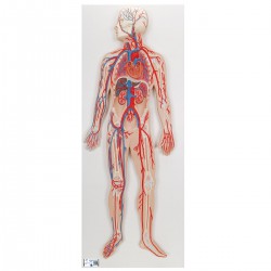 Système circulatoire humain - 3B Smart Anatomy