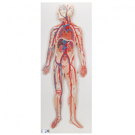 Système circulatoire humain - 3B Smart Anatomy