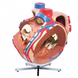 Grand cœur, 8 fois sa taille naturelle - 3B Smart Anatomy