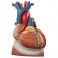 Corazón en diafragma, 3 veces su tamaño natural, de 10 piezas - 3B Smart Anatomy