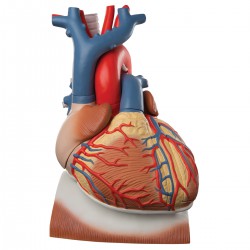 Diaphragme cardiaque, 3 fois sa taille naturelle, de 10 pièces - 3B Smart Anatomy