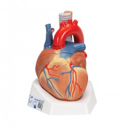 Coeur, en 7 morceaux - 3B Smart Anatomy