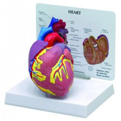 Modelo de corazón