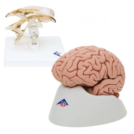 Anatomía Grupos Cerebro
