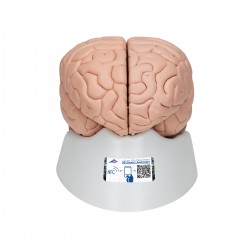 Cerveau de luxe, détachable en 8 pièces - 3B Smart Anatomy